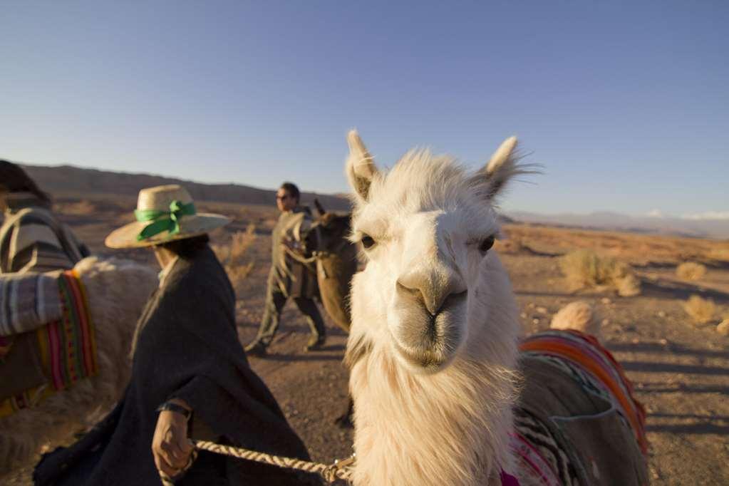Noi Casa Atacama Hotel ซานเปโดร เด อาตากามา ภายนอก รูปภาพ
